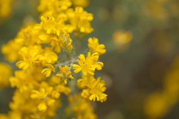 Flora of Gran Canaria - Genista microphylla