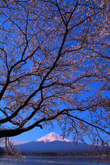 河口湖円形ホール近くの桜の木と青空の富士山 2019/04/16
