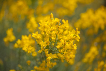 Flora of Gran Canaria - Genista microphylla