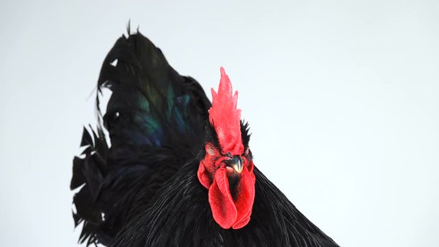 portrait black rooster australorp (Gallus gallus) with dark green plumage dozing on white screen