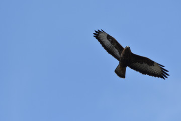 Fototapeta na wymiar bird of prey circling over prey in the sky close-up