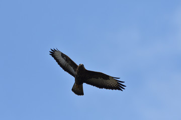 hawk predatory bird flying in the sky close-up