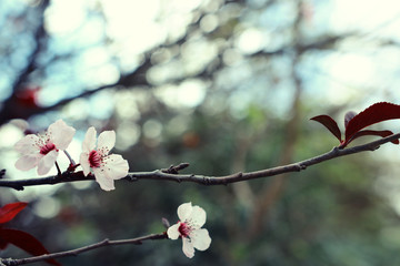 background of spring cherry blossoms tree. selective focus