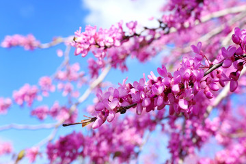 image of Spring pink blossoms tree. selective focus photo