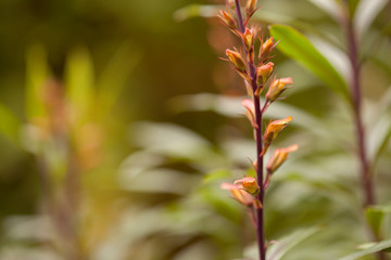 Flora of Gran Canaria - Isoplexis isabelliana