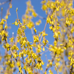 Blooming forsythia on a sunny day in early spring. Blossoming forsythia branches against the blue...