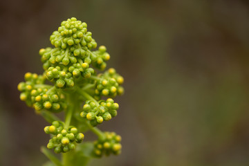 Flora of Gran Canaria - Aeonium undulatum