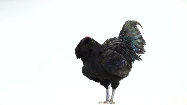 black rooster australorp (Gallus gallus) with dark green plumage and sings on white screen