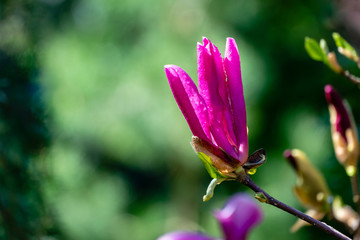 Big pink flower Magnolia Susan (Magnolia liliiflora x Magnolia stellata) on green blurred spring garden. Selective focus. Nature concept for spring design