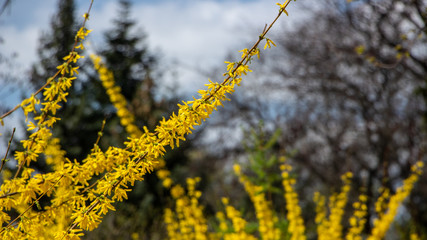 Large blooming forsythia bush blooming in the spring garden