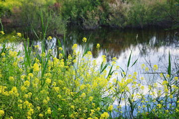 background of spring yellow beautiful flowers. selective focus.