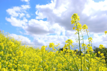 Obraz premium background of spring yellow beautiful flowers. selective focus.
