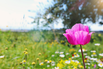 Obraz na płótnie Canvas photo of colorful poppy in the green field