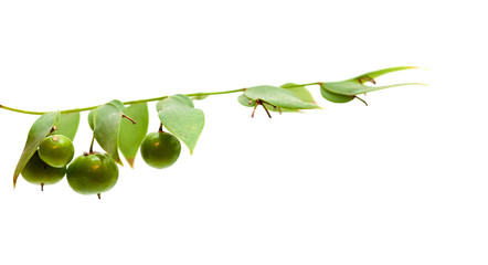 Flora of Gran Canaria - Semele gayae