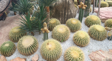 Fototapeta premium Beautiful cactus tree in the gardens outdoor and parks