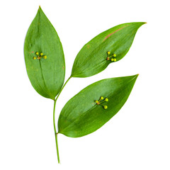 Flora of Gran Canaria - Semele gayae