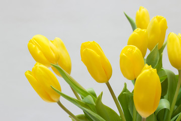 Obraz premium Yellow tulips isolated on white background. Top view. Close-up.