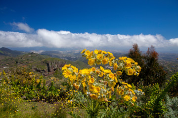 Gran Canaria in flower