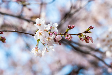 Cherry blossom in spring for background or copy space for text