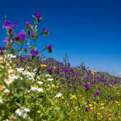 Fototapeta premium Gran Canaria in flower
