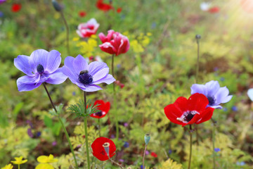 photo of colorful poppies in the green field.