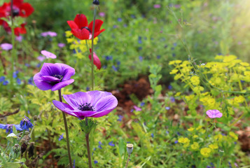 photo of colorful poppies in the green field.