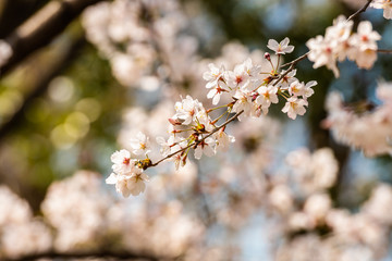 Cherry blossom in spring for background or copy space for text