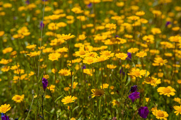 Gran Canaria in flower