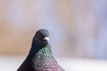 closeup shots of birds
