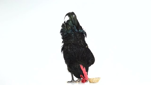 black rooster australorp (Gallus gallus) with dark green plumage drink water on white screen