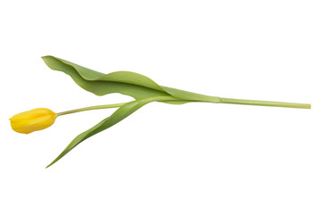 Yellow tulip isolated on white background. 