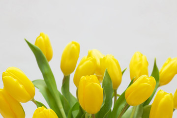 Yellow tulips isolated on white background. Top view. Close-up.