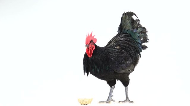 black rooster australorp (Gallus gallus) with dark green plumage drink water on white screen