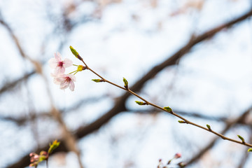 Cherry blossom in spring for background or copy space for text