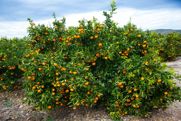 Ripe mandarins on trees © JackF