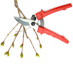 Garden shears and tree twig isolated on white background.