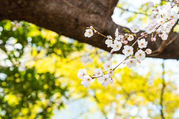 Cherry blossom in spring for background or copy space for text