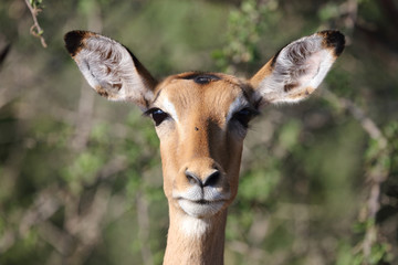 Schwarzfersenantilope / Impala / Aepyceros melampus
