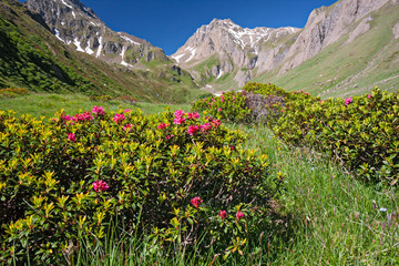 Fototapeta premium Panoramic view of a mountain pasture in spring bloom