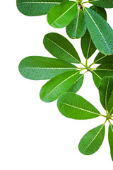 Plumeria leaves isolate on white background.