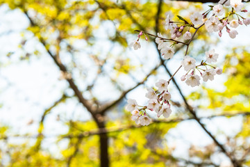 Cherry blossom in spring for background or copy space for text