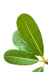 Plumeria leaves isolate on white background.
