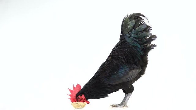 black rooster australorp (Gallus gallus) with dark green plumage drink water on white screen