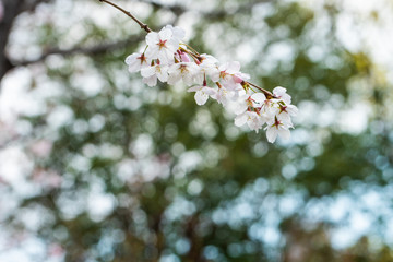 Cherry blossom in spring for background or copy space for text