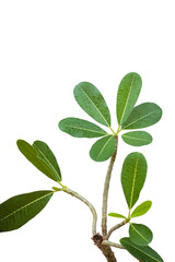 Obraz premium Plumeria leaves isolate on white background.