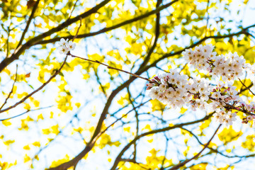 Cherry blossom in spring for background or copy space for text