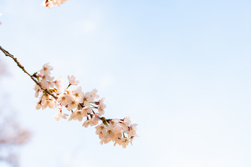 Cherry blossom in spring for background or copy space for text