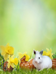 Easter rabbit with eggs and spring flowers