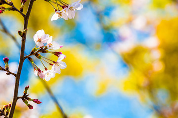 Cherry blossom in spring for background or copy space for text