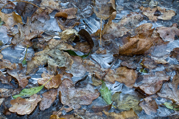 Frozen Leaves